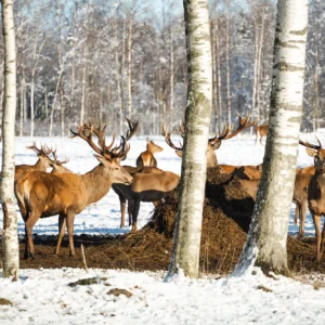 Toosikannu Looduspark safari hirvevaatlus loomavaatlus loodusretk looduselamus