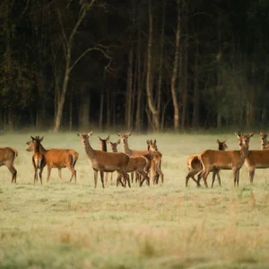 Toosikannu Looduspark safari hirvevaatlus loomavaatlus loodusretk looduselamus