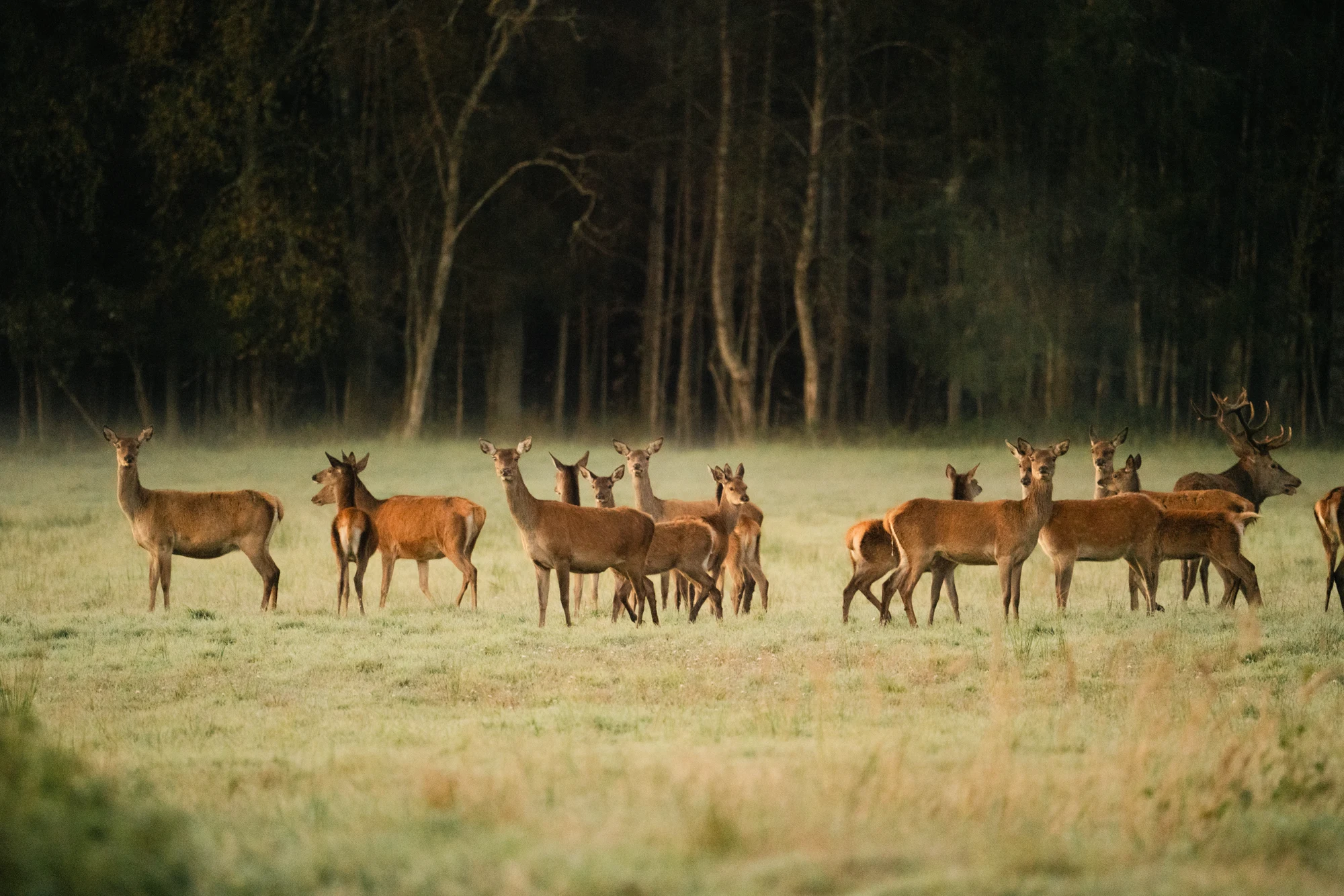 Toosikannu Looduspark safari hirvevaatlus loomavaatlus loodusretk looduselamus