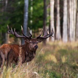 Villieläinkatselu, kaksi autoa 14 hengelle