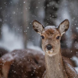 Toosikannu Looduspark ulukisafari, hirvevaatlus