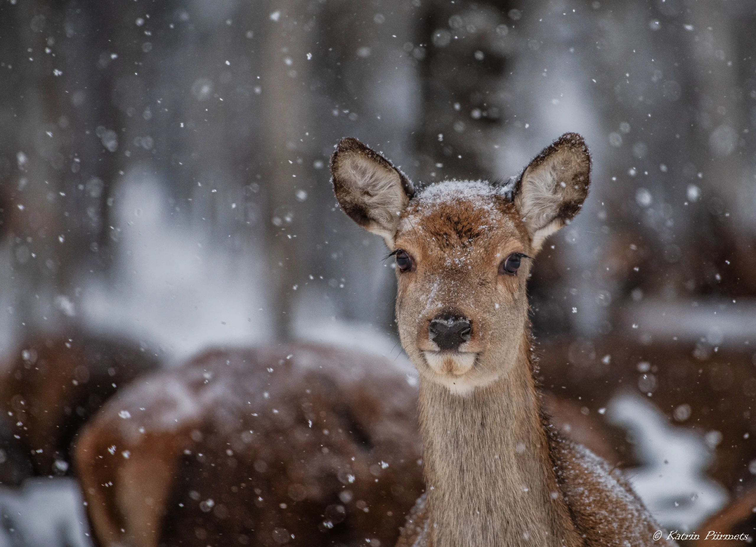 Ulukisafari oma autoga