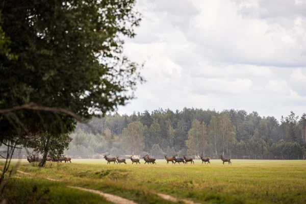 Villieläinkatselu, yksi auto 5 hengelle - Image 3