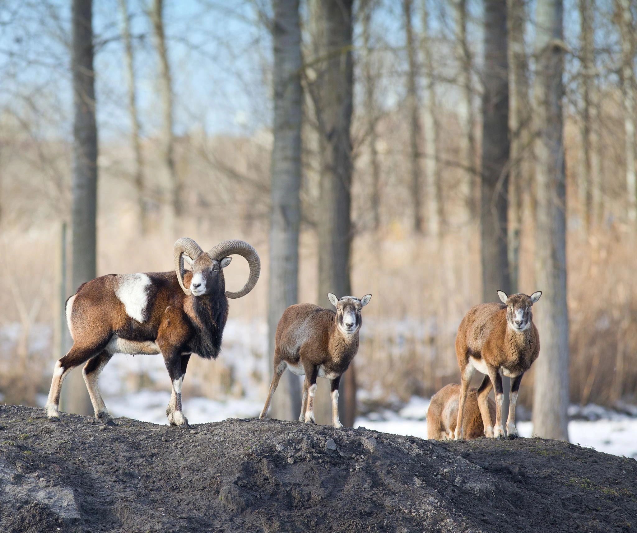 Toosikannu Looduspark loomavaatlus muflonid jalgsisafari