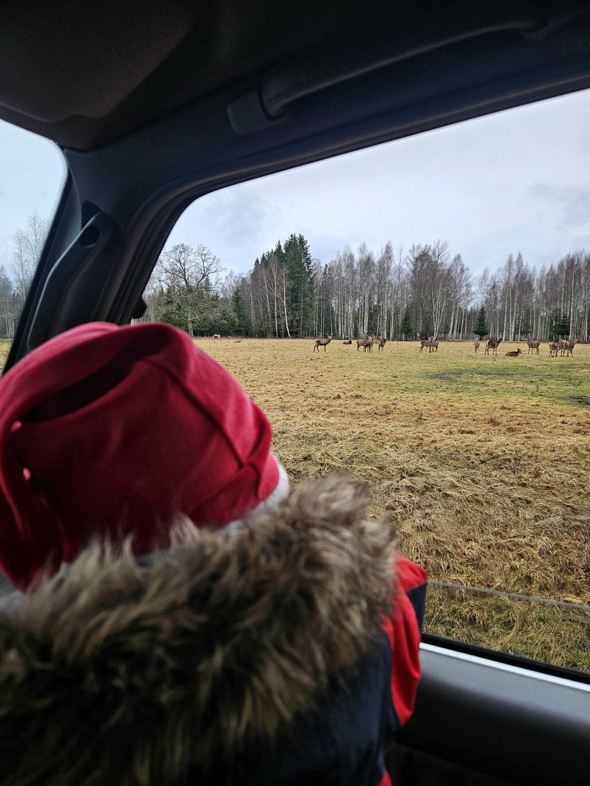 Wildlife watching with car