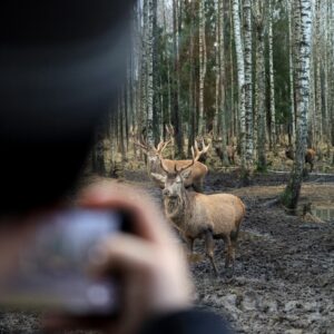 Villieläinkatselu, yksi auto 7 hengelle