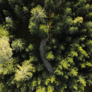 Toosikannu Looduspark Metsaonn