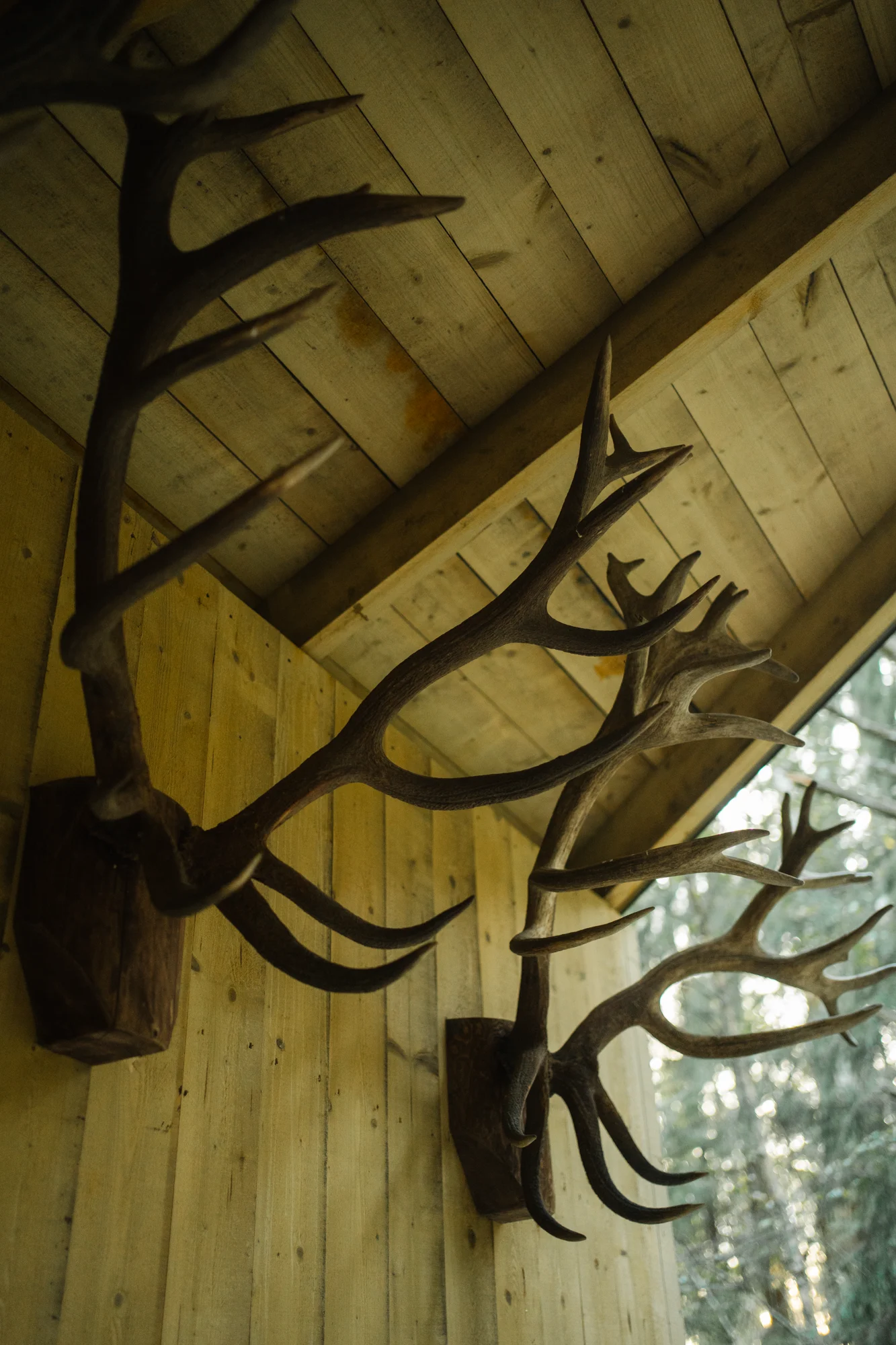 Jalgsisafari giidi ja metsagurmee elamusega - Image 6