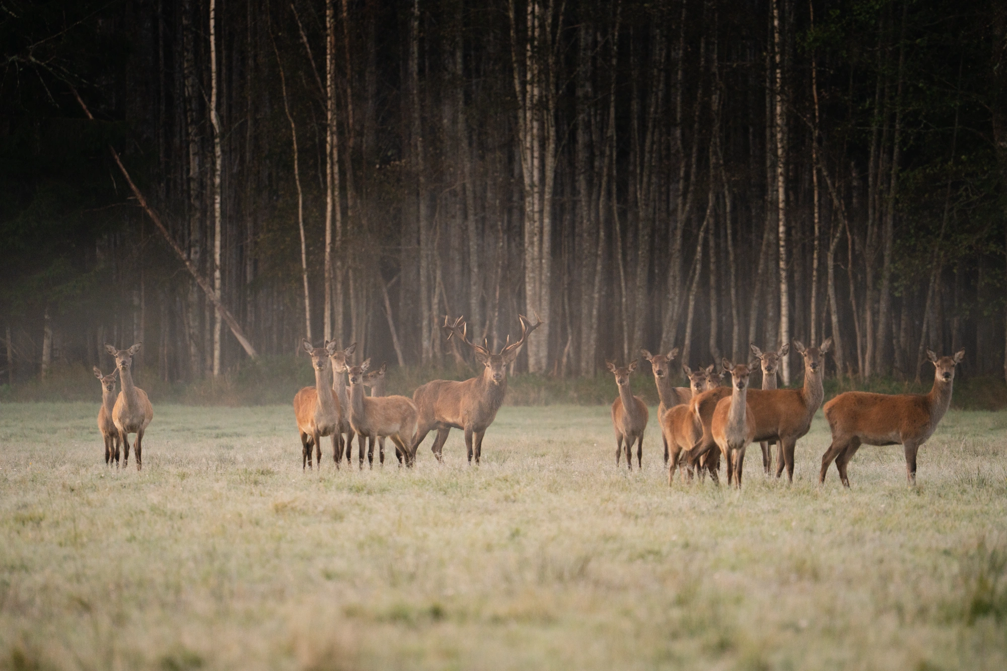 Toosikannu Looduspark punahirved hirvevaatlus